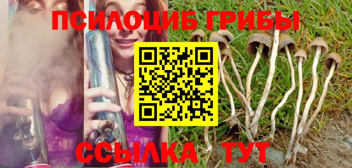 Псилоцибиновые грибы Psilocybe Фрязино